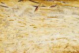 Petrified Palmwood (Palmoxylon) Section - Louisiana #317764-1